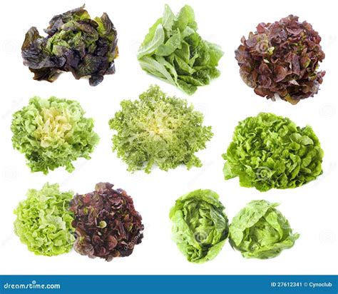 différentes sortes de salades vertes